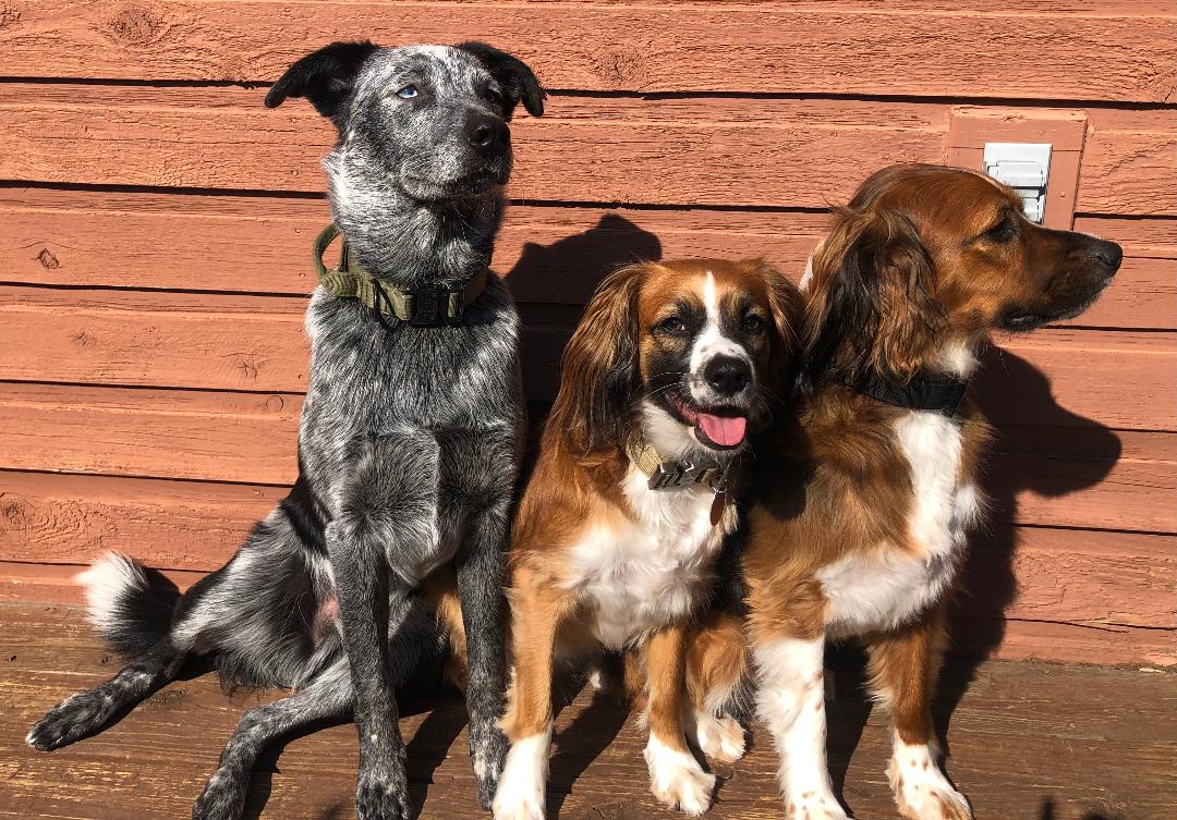 Renegade, Thunder, Lightning 2